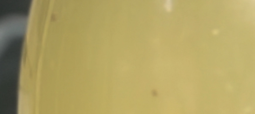 Leche dorada con Thermomix. Antiinflamatoria. Antiaging