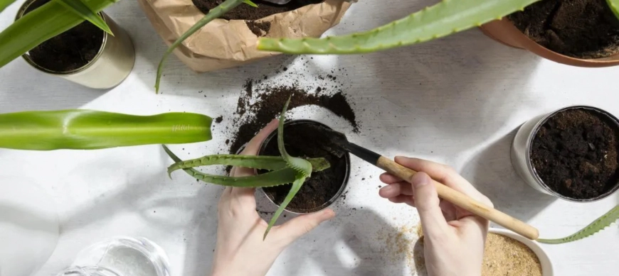 Prepara abono para plantas